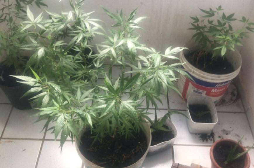Polícia apreende pés de maconha na frente de condomínio em São Luís