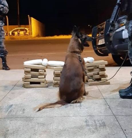 Cão farejador da PM de Estreito encontra drogas escondidas na lataria de veículo