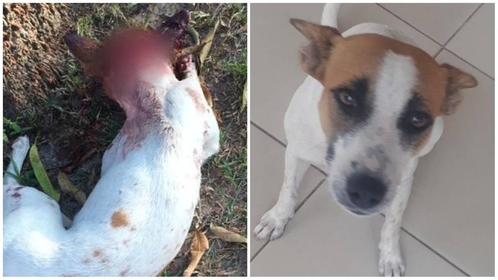 Cadela é esfaqueada na cabeça dentro de faculdade em São Luís