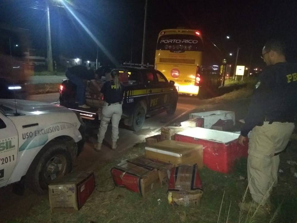 PRF flagra transporte irregular de carne bovina e queijo em ônibus no MA