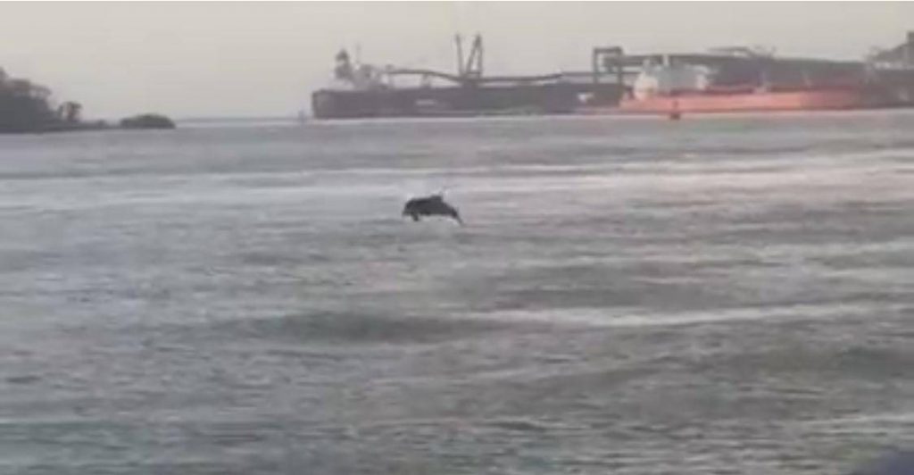 Golfinho rouba a cena no Porto do Itaqui em São Luís (MA)