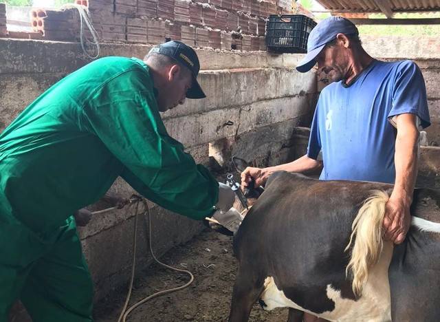 Campanha de vacinação contra a febre aftosa é prorrogada no Maranhão