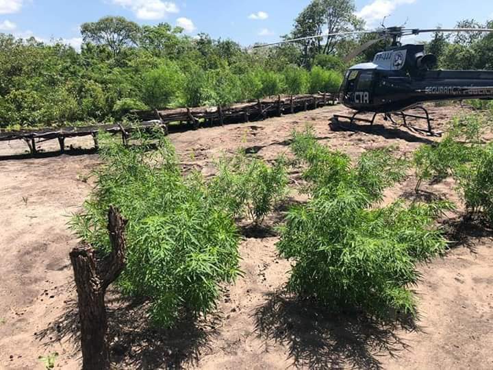 PM e CTA encontram mais de 7 mil pés de maconha em Tutóia no MA