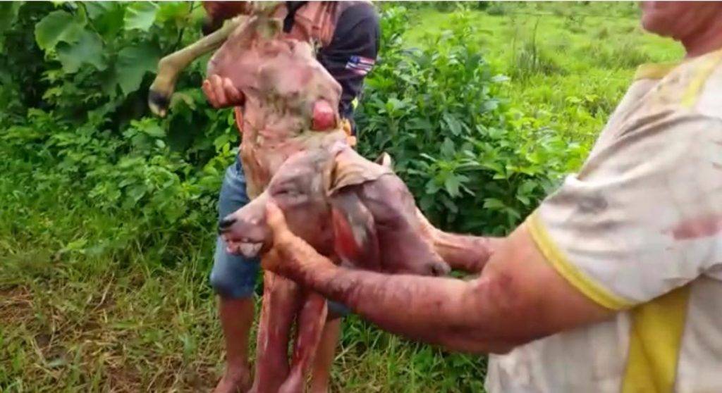 Bezerro de duas cabeças nasce em fazenda no Maranhão