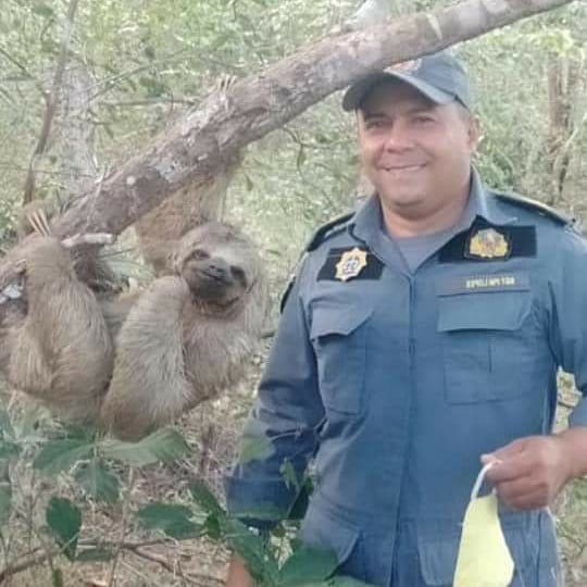 Bicho-preguiça ‘faz pose’ para foto ao ser resgatado por policiais no Maranhão
