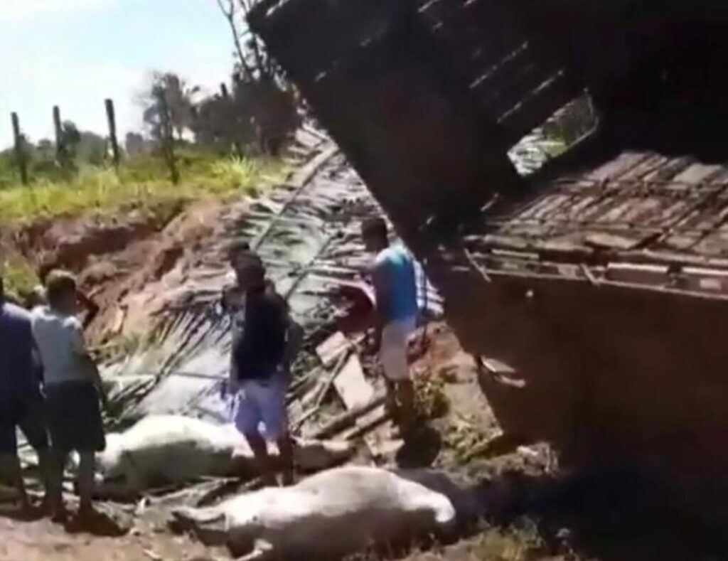 VÍDEO: Caminhão carregado de gado tomba na BR-316 em Bacabal e tem carga saqueada