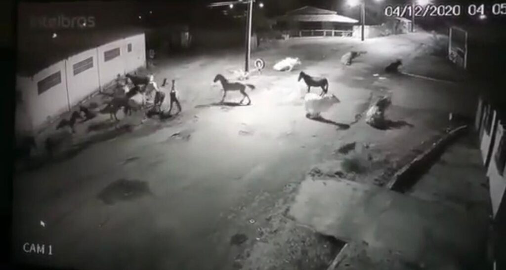Tremor de terra assusta animais no interior do Maranhão; veja o vídeo