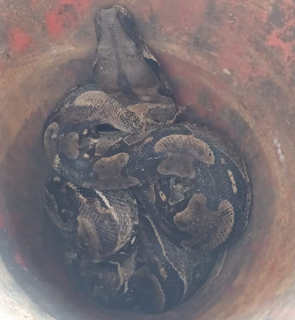 Jiboia é encontrada em casa de praia no Olho d’Água, em São Luís