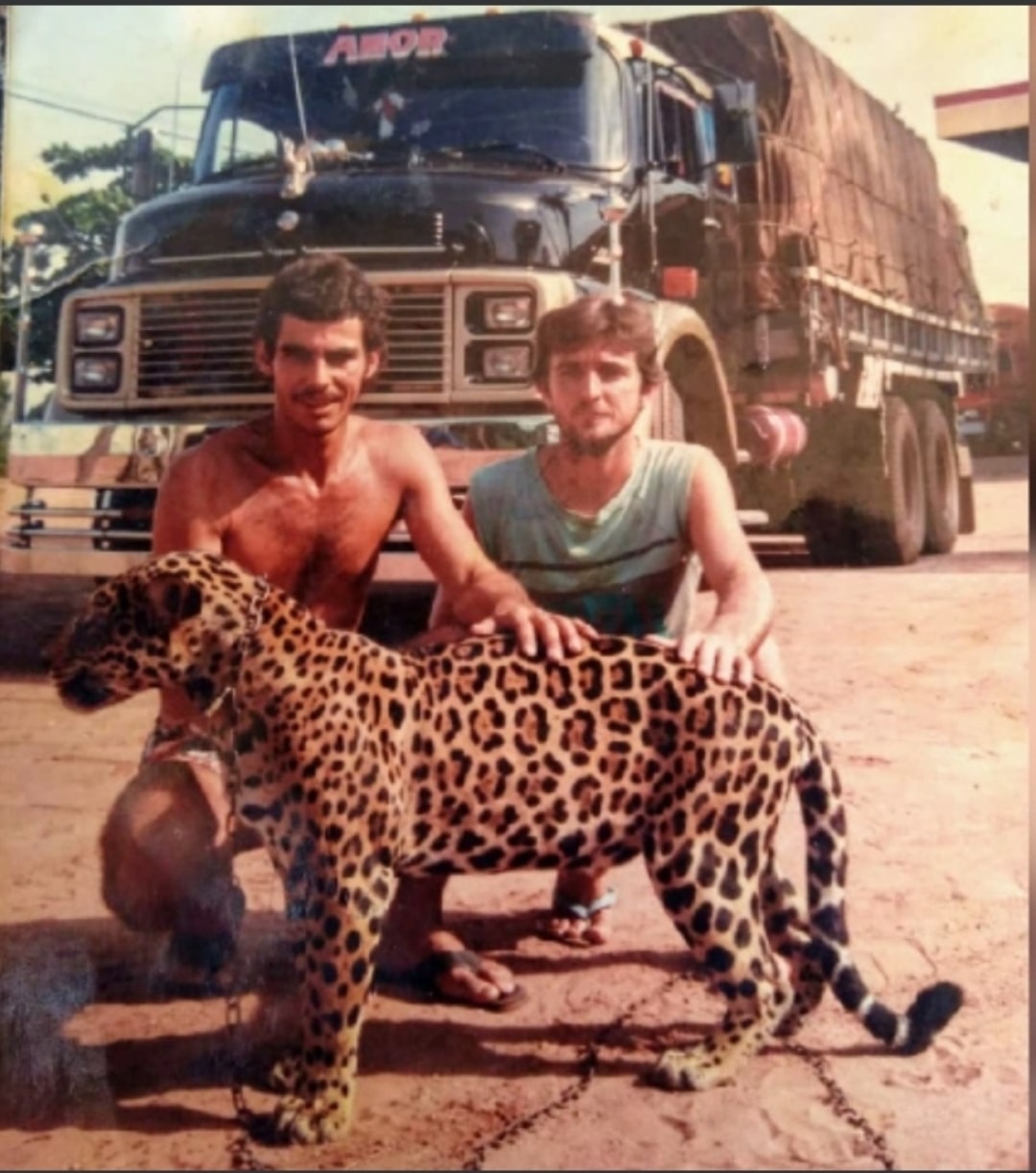 Conheça a história da Onça de Itinga que fez sucesso no Maranhão na década de 70