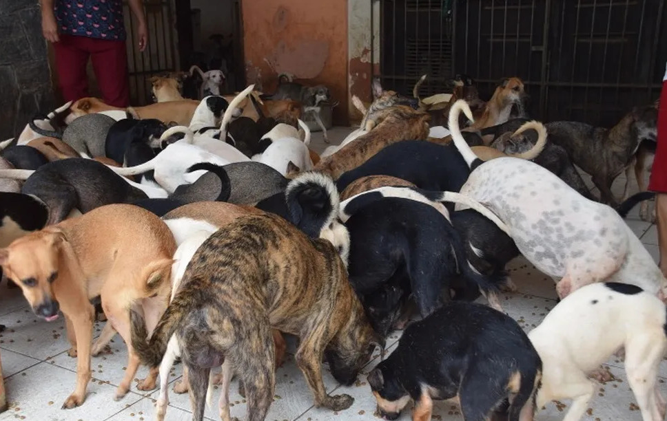 Corpo de Idosa que cuidava de mais de 100 cães no Maranhão pode ter sido devorado pelos animais