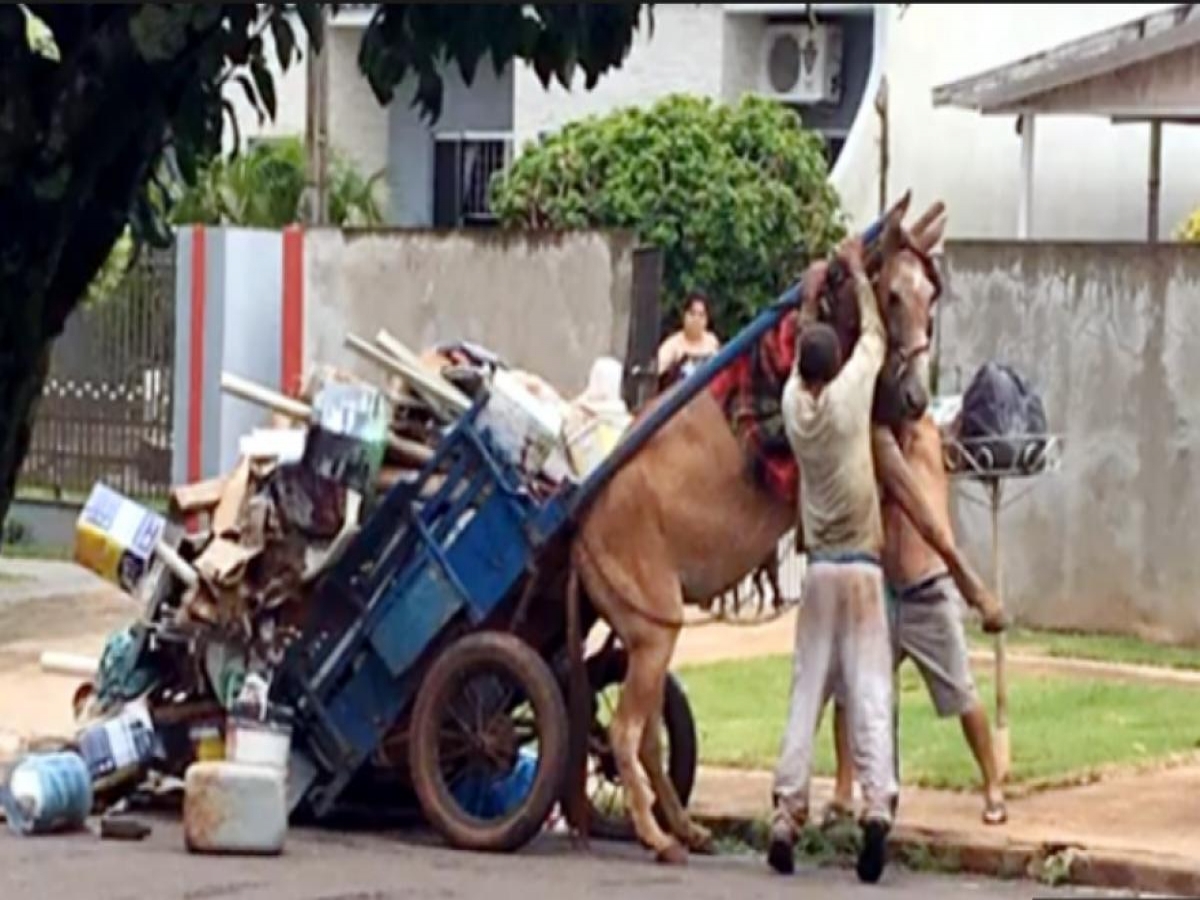 Prefeitura de São Luís deve acabar com transporte de carroça em dois anos após sentença judicial