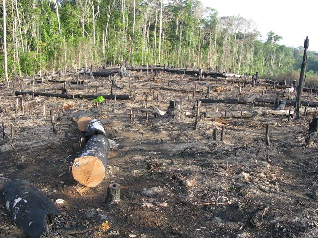 Siderúrgica é condenada por desmatamento em Terras Indígenas no interior do Maranhão