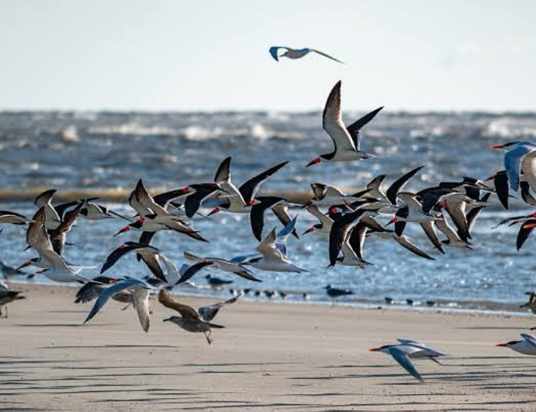 Aves são encontradas mortas em praia e suspeita de gripe aviária deixa moradores de Tutóia em pânico