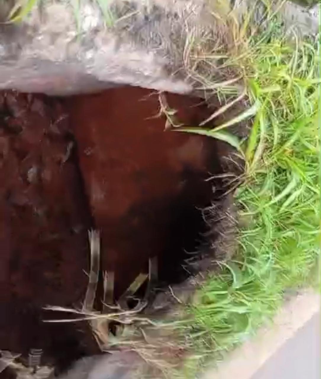 Morador mostra ponte na BR-010 e diz que pode cair a qualquer momento entre Porto Franco e Campestre