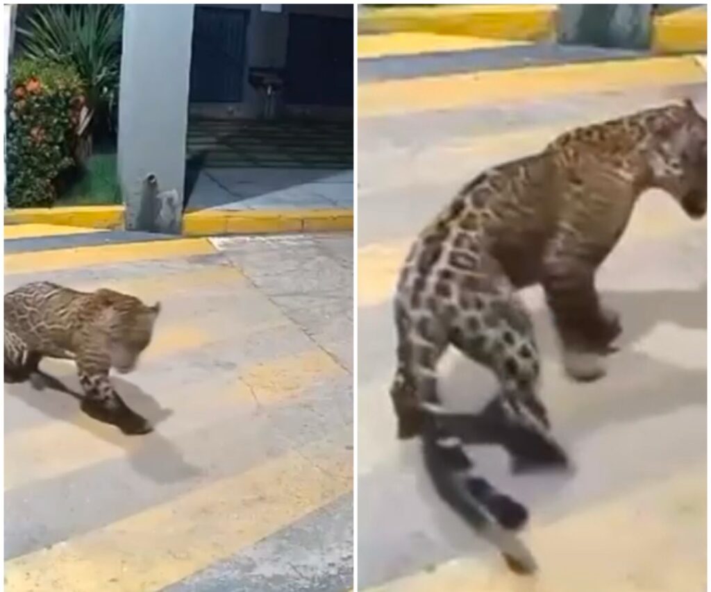 VÍDEO: Onça pintada é vista em avenida movimentada de Imperatriz no Maranhão