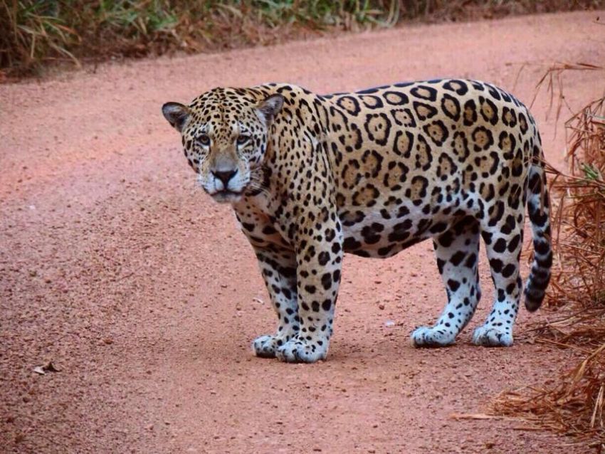 Onça-pintada está em perigo de extinção no Maranhão