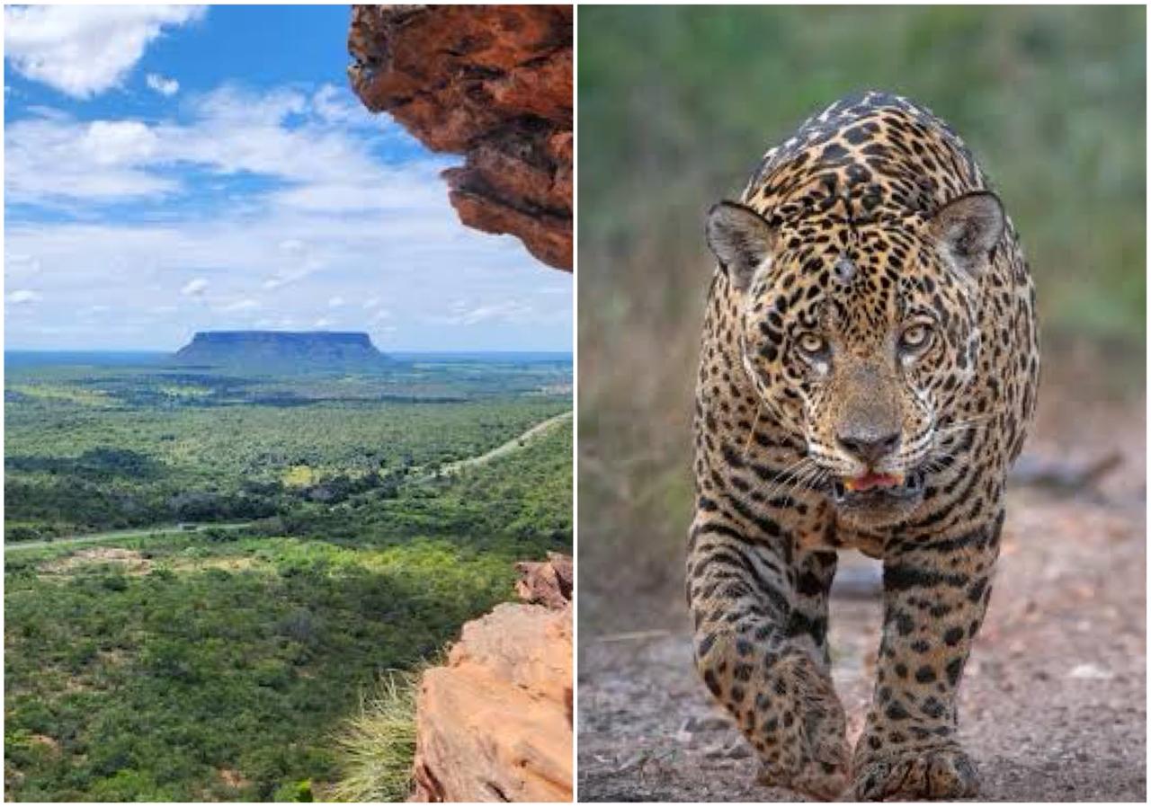 Desaparecimento de animais e pegadas de onça-pintada assusta moradores na região de Carolina, Riachão e Estreito