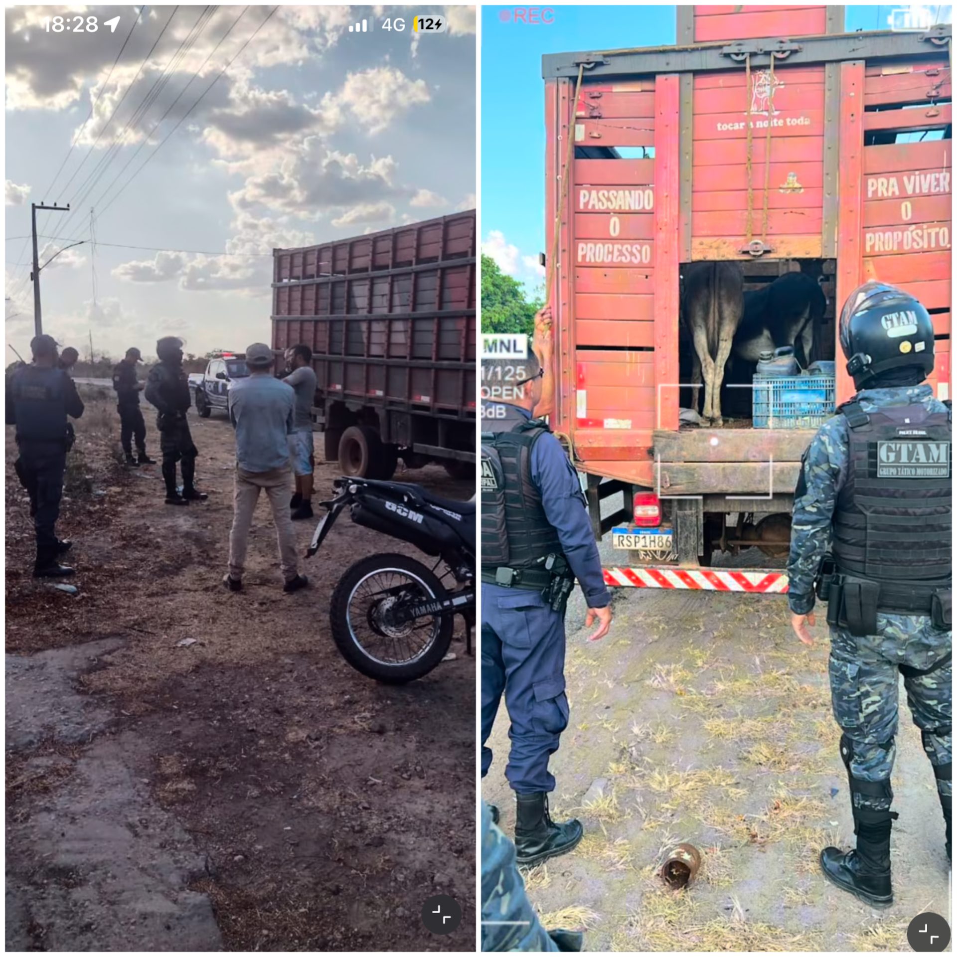 Caminhão com carga de jumentos que supostamente seriam abatidos para ser vendidos como carne de gado é apreendido no Maranhão