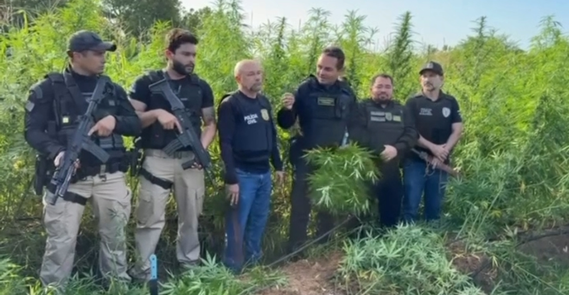 Polícia encontra roça de maconha irrigada avaliada em 10 milhões no interior do Maranhão
