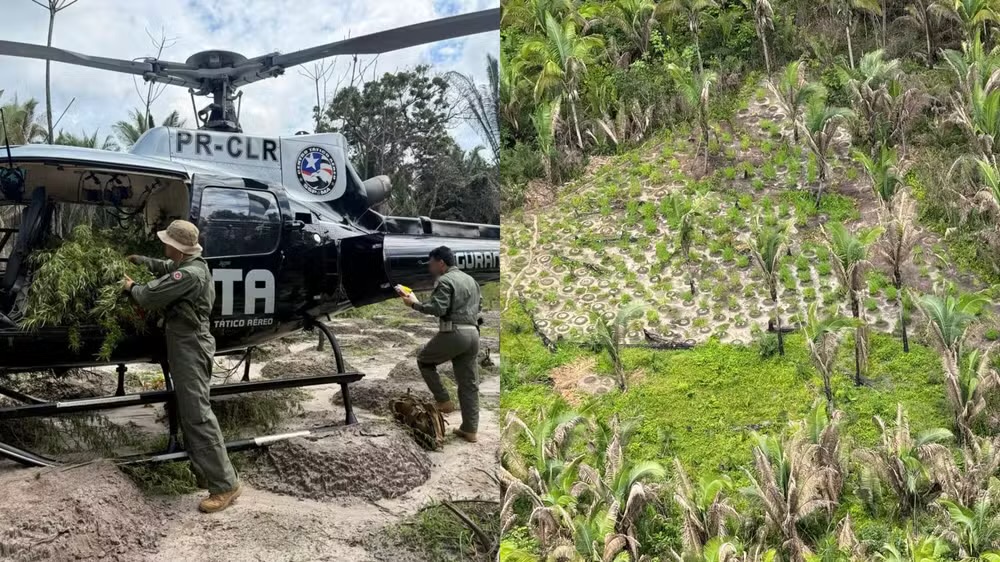 Operação Policial erradica mais de 22 mil pés de maconha em Santa Helena no Maranhão